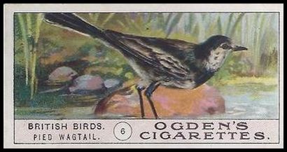 05OBB 6 Pied Wagtail.jpg